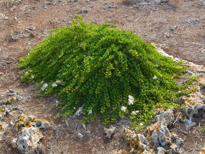 Capparis spinosa